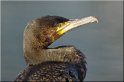 14 cormoran